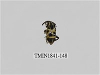 藏品(菲律賓產昆蟲)的圖片